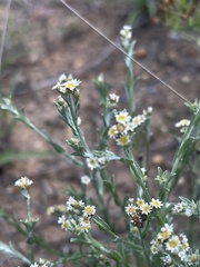 Gnaphalium filagopsis