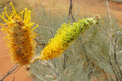 Grevillea eriostachya