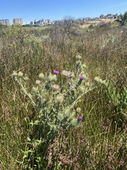 Cirsium vulgare