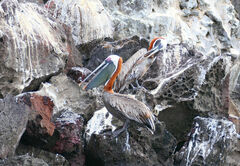 Pelecanus occidentalis urinator