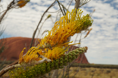 Grevillea eriostachya