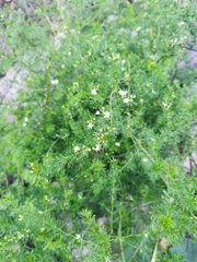Asparagus