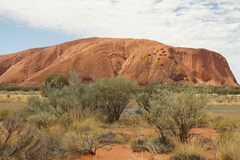 Grevillea eriostachya
