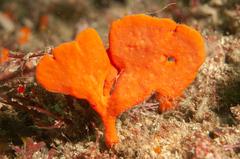 Echinoclathria leporina