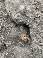 Uroplectes planimanus