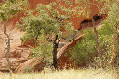 Corymbia