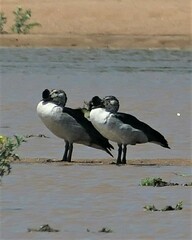 Sarkidiornis melanotos