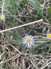 Felicia muricata muricata