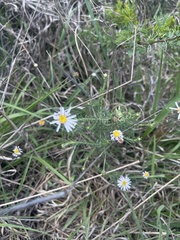 Felicia muricata muricata