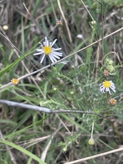 Felicia muricata muricata