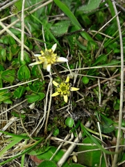 Ranunculus gracilipes