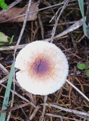 Mycetinis scorodonius