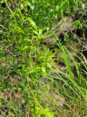 Asparagus asparagoides