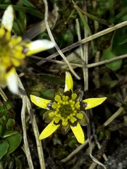 Ranunculus gracilipes
