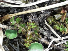 Ranunculus gracilipes