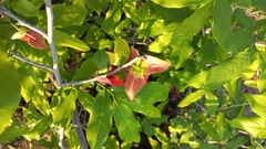 Monodora junodii junodii