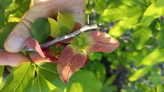 Monodora junodii junodii