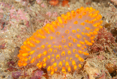 Polycitor giganteus