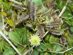 Leptinella pusilla
