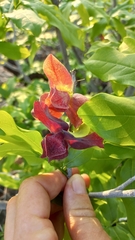 Monodora junodii junodii