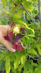 Monodora junodii junodii