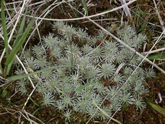 Celmisia argentea