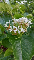 Holarrhena pubescens