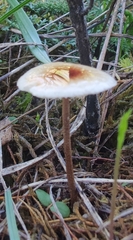 Mycetinis scorodonius