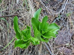 Eucomis