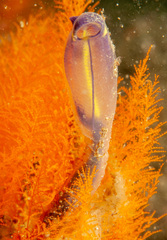 Halopteris campanula