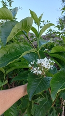 Holarrhena pubescens