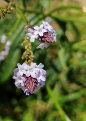 Verbena brasiliensis