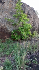 Holarrhena pubescens