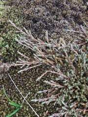 Dracophyllum prostratum