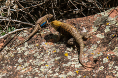 Sceloporus uniformis