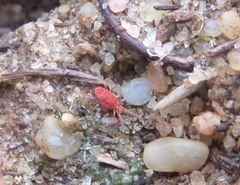 Trombidioidea