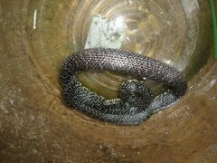 Lampropeltis holbrooki