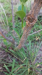 Holarrhena pubescens