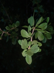 Ehretia rigida
