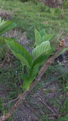 Holarrhena pubescens