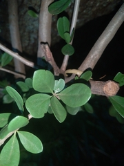 Ehretia rigida