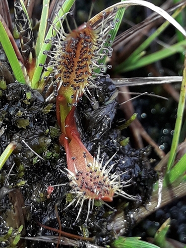 Drosera arcturi (Drosera arcturi)