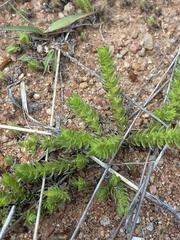 Crassula lanceolata transvaalensis