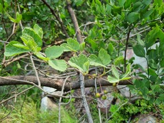 Rhoicissus tridentata