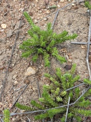 Crassula lanceolata transvaalensis