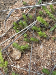 Crassula lanceolata transvaalensis