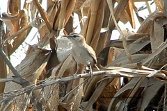 Cercotrichas galactotes