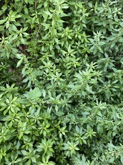 Parietaria officinalis