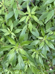 Parietaria officinalis