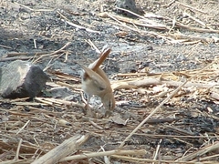 Cercotrichas galactotes